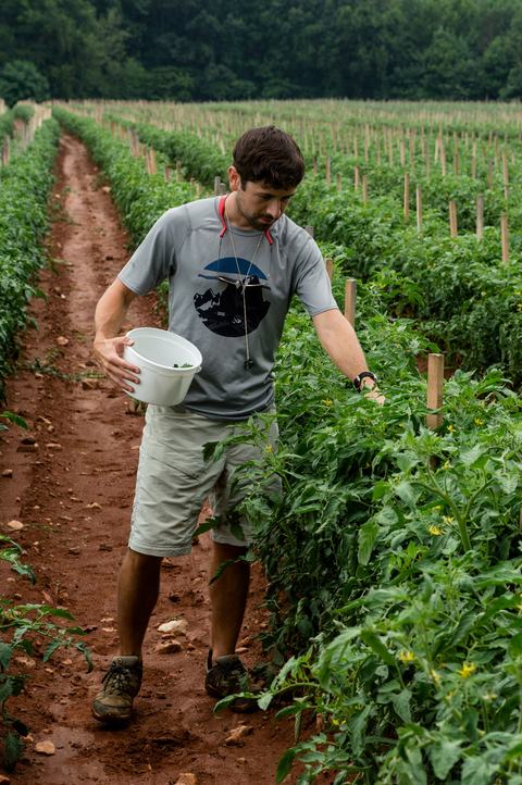 Person putting predatory mites onto tomato plants from a bucket