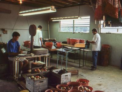 People grading tomatoes in packing house