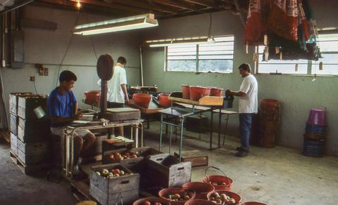 People using tomato grading machine in packing house
