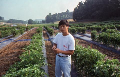 Person standing next to row of tomato plants
