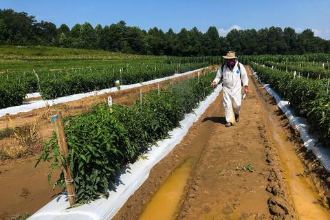 Person spraying tomato field with backpack sprayer