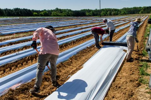 People laying plastic mulch in an agricultural field