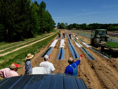 Reflective mulch thrips trial