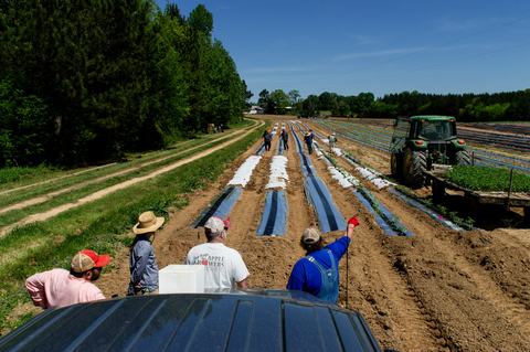 People looking at field of newly planted tomatoes with tractor in background