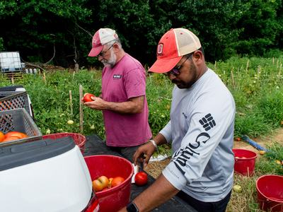 People grading tomatoes for insect damage on back of pickup truck
