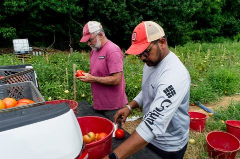 People grading tomatoes for insect damage on back of pickup truck