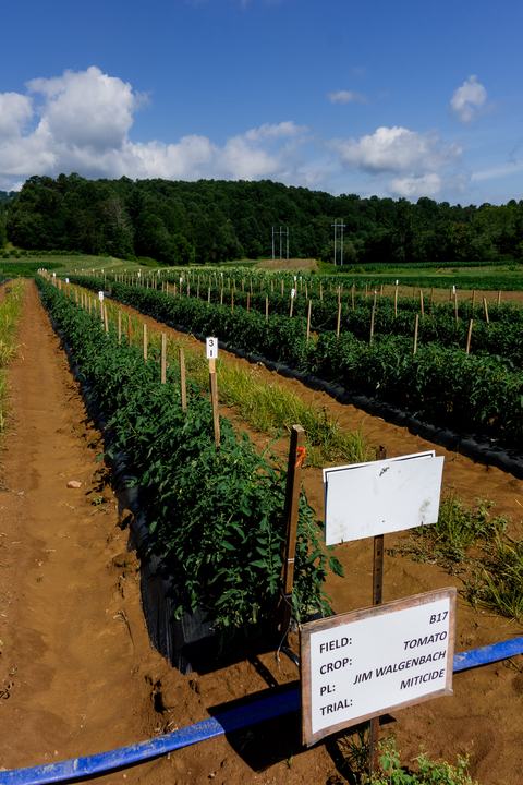 Row of tomato plants in field on a sunny day