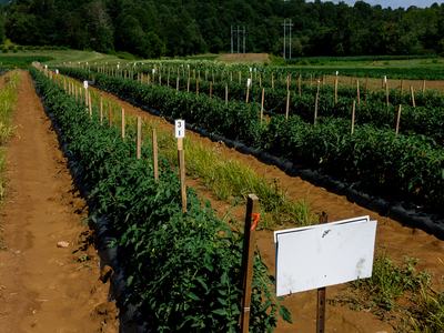 Row of tomato plants in field on a sunny day