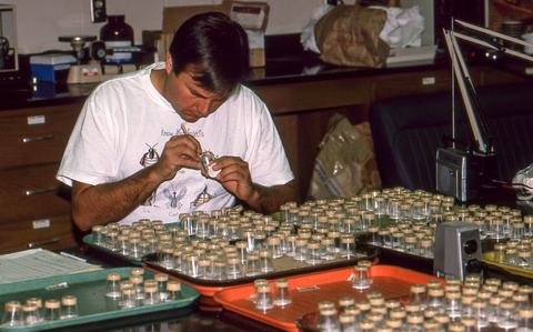 Person looking at cups of synthetic insect diet in lab
