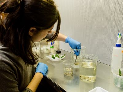 Person working in fume hood