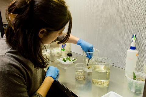 Person mixing liquids in beakers in fume hood