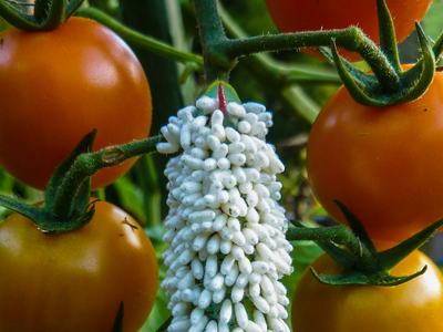 Caterpillar with white parasitoid pupa embedded in it, on a tomato plant