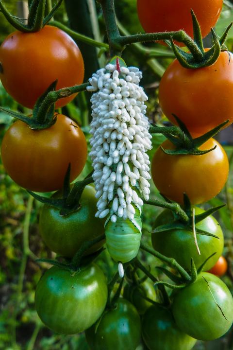 Caterpillar with white pupa embedded in it, on a tomato plant