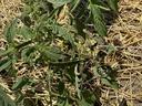 Tomato Plant