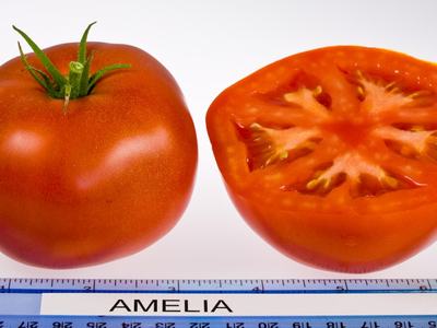 Close-up of an Amelia tomato variety next to a ruler with a cross section showing the interior of the fruit