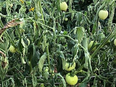 A tomato plant wilting