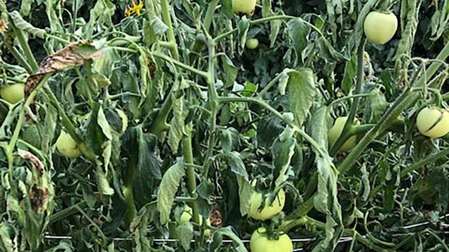 A tomato plant wilting