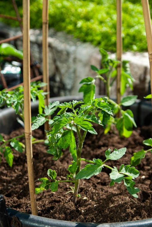Young tomato plant in a garden