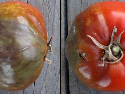 Late blight disease on a tomato fruit. The bottom of the tomato is soft , brown, and collapsing, with some spots and lesions visible from the top