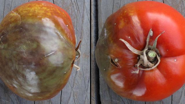 Late blight disease on a tomato fruit. The bottom of the tomato is soft , brown, and collapsing, with some spots and lesions visible from the top