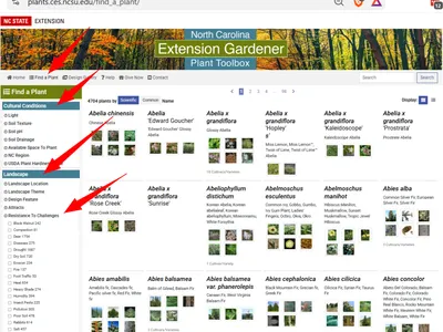Items to select on Plants.ces.ncsu.edu to identify low maintenance plants
