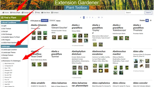 Items to select on Plants.ces.ncsu.edu to identify low maintenance plants