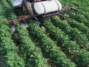 Tractor in field spraying chemical.