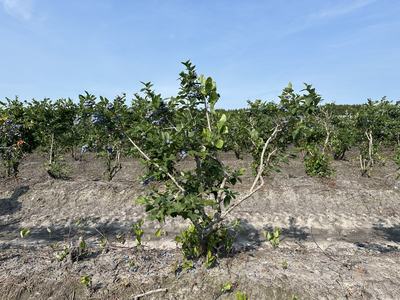 Traditional Blueberry Monoculture as seen at the Castel Hayne Crops Research Station