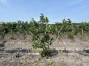 Traditional Blueberry Monoculture as seen at the Castel Hayne Crops Research Station