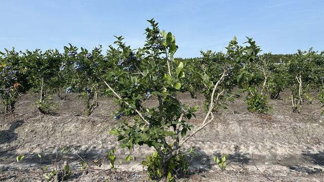 Traditional Blueberry Monoculture as seen at the Castel Hayne Crops Research Station