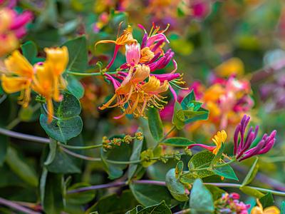 Trumpet honeysuckle