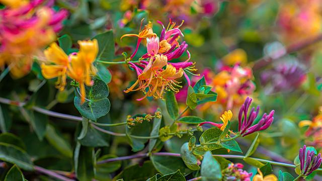 Trumpet honeysuckle