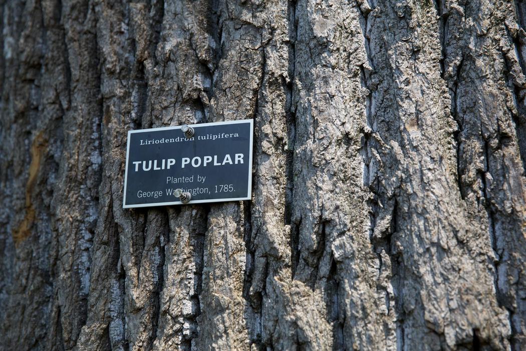 Tulip Poplar Planted by Washington