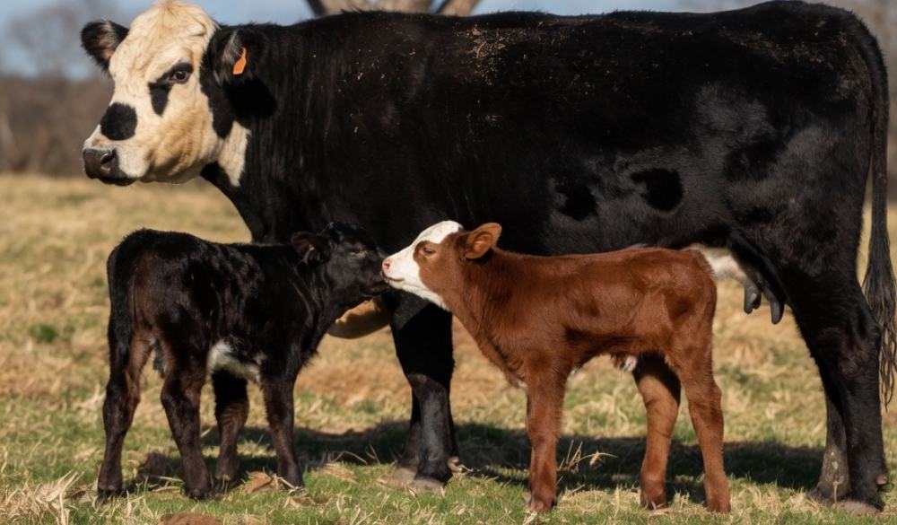 Cattle Coat Color: A Genetics Mystery Solved by Mendel’s Peas ...