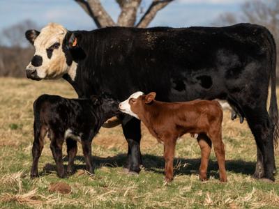 2 different colored calves standing next to the mother cow