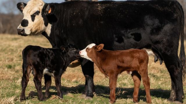 2 different colored calves standing next to the mother cow