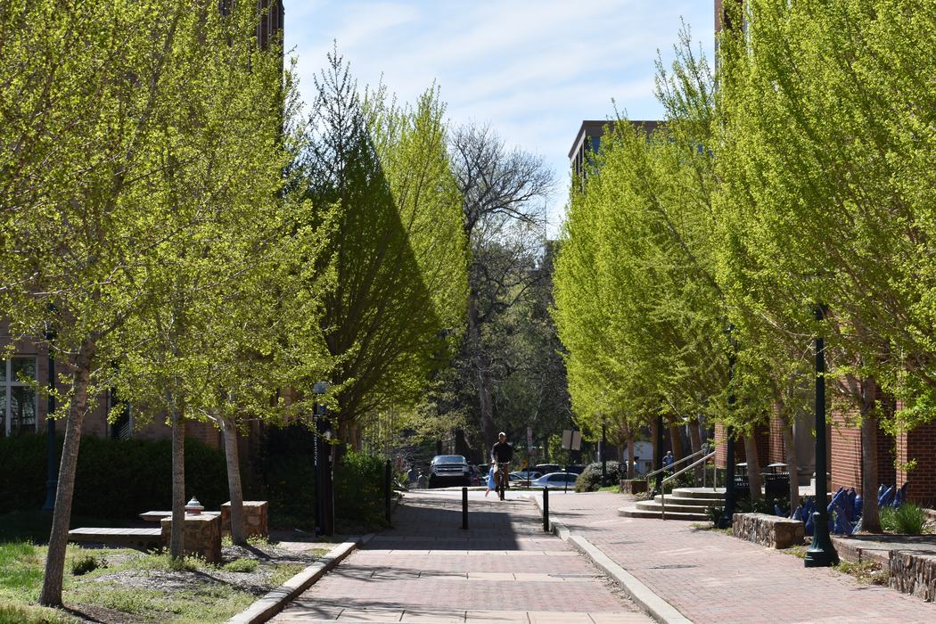 Trees line street on UNC Chapel Hill Campus.