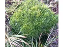 boxwood plant photo