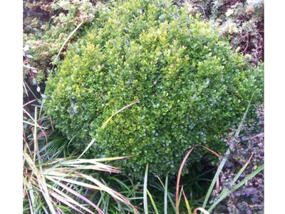 boxwood plant photo