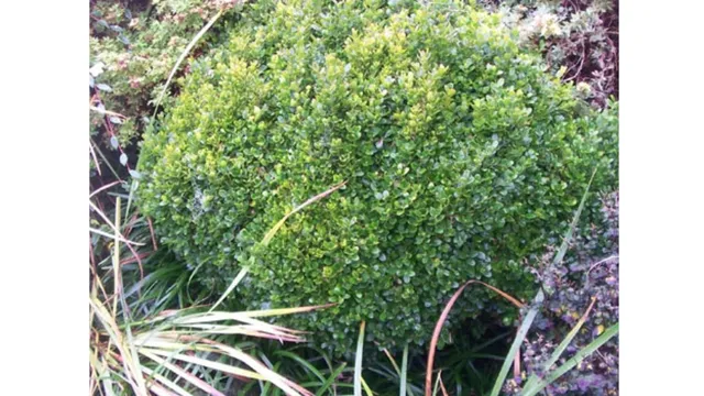 boxwood plant photo