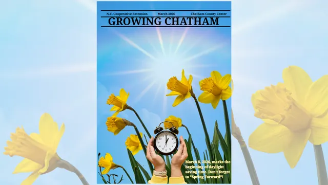 Daffodils are beginning to stir, lifting their bright blooms toward the clear blue sky in celebration of spring. A clock is displayed as a friendly reminder that Daylight Saving Time begins on March 8, 2026.