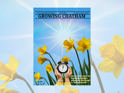 Daffodils are beginning to stir, lifting their bright blooms toward the clear blue sky in celebration of spring. A clock is displayed as a friendly reminder that Daylight Saving Time begins on March 8, 2026.