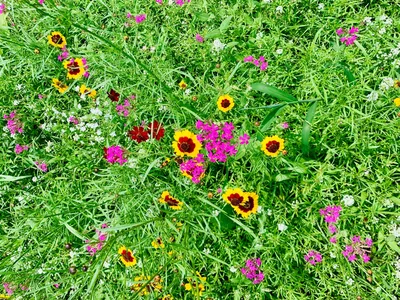 flower garden