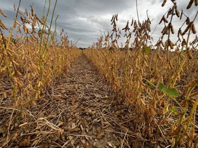 Soybean desiccation