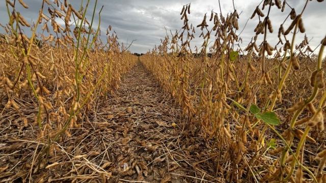 Soybean desiccation