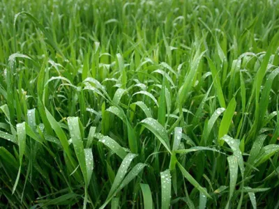 wheat