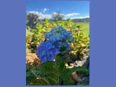 Hydrangea