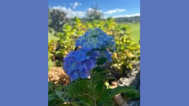 Hydrangea