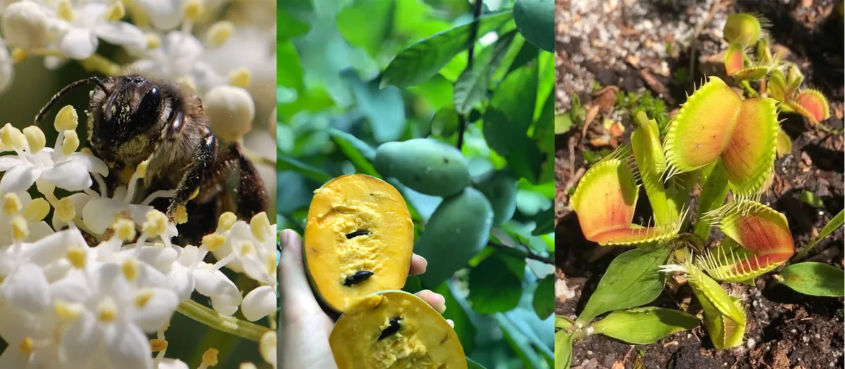 photos of bee on elderberry, pawpaw fruit in hand, and venus fly traps