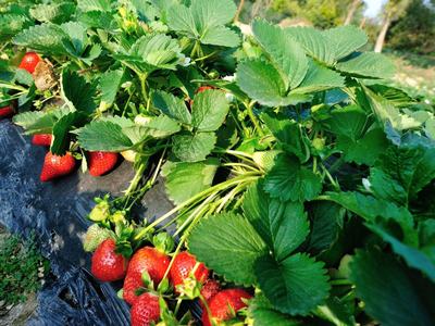 picture of strawberries on bedrow covered in black plastic